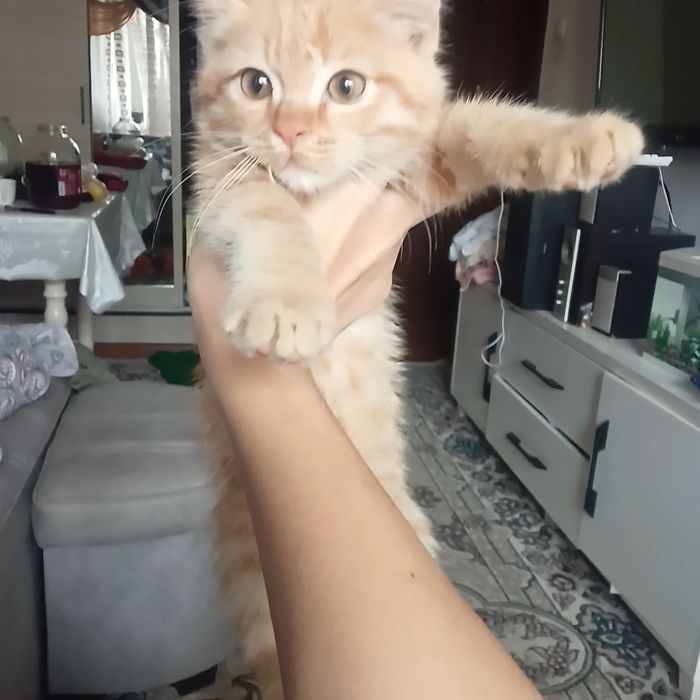 Котёнок 2 месяца мальчик