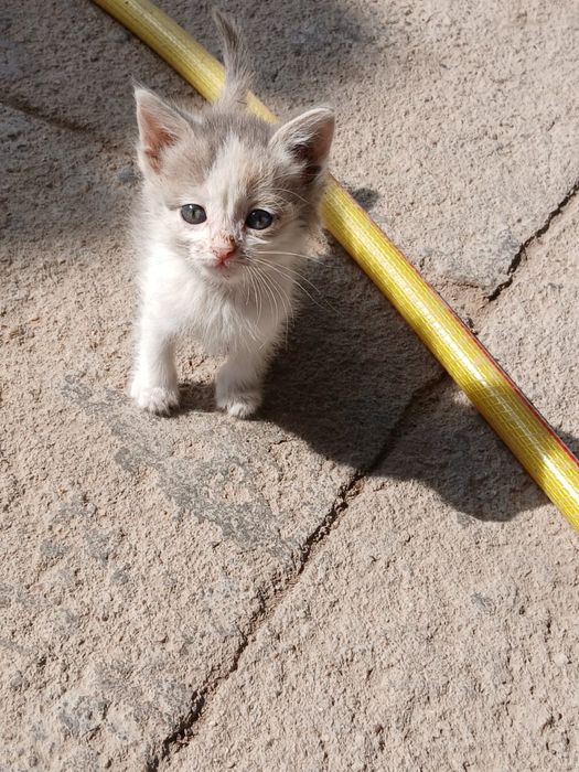 Мысыққққққққққққққ