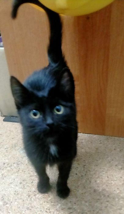 Отдам в добрые руки котёнка - девочка.
