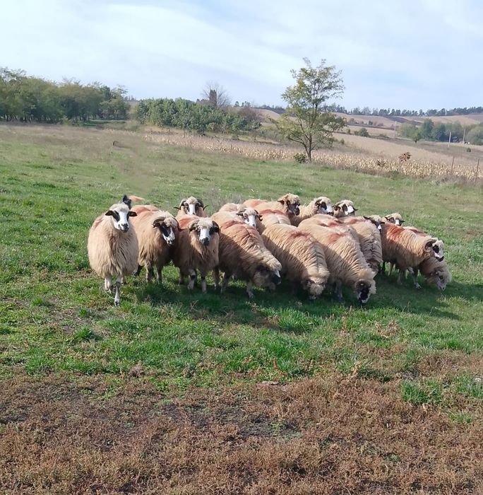 Vând Animale ce se vede