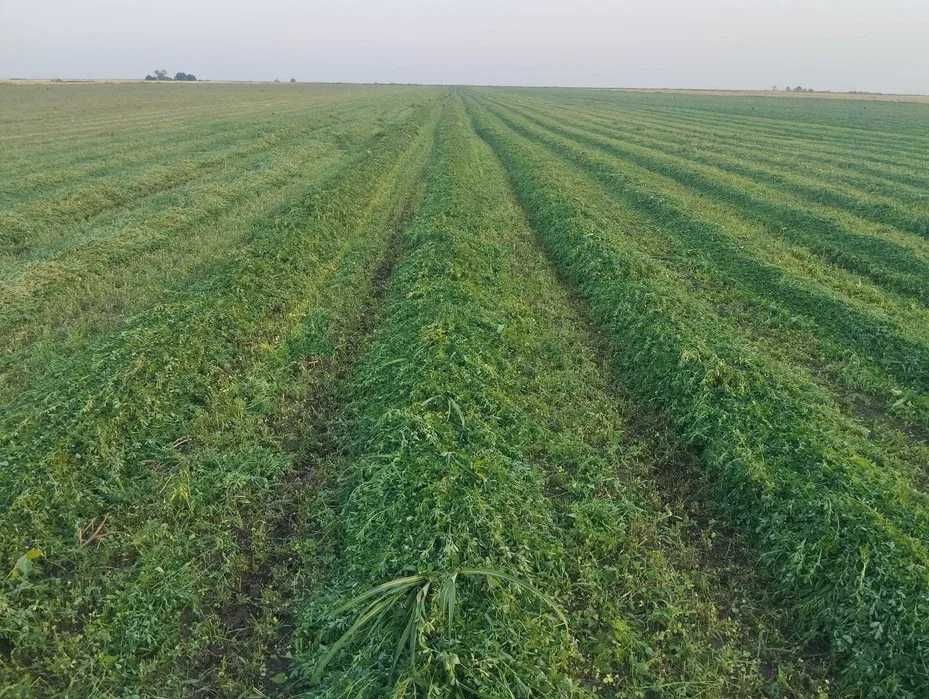 Vand baloti lucerna, coasa a 5 a , anul 2 si coasa a 4 a