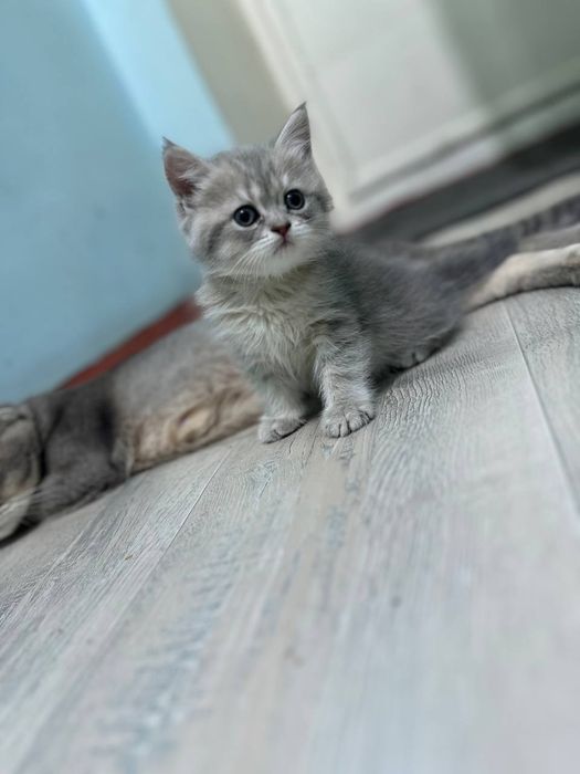 Продаю котят  скоттиш фолд и страйт