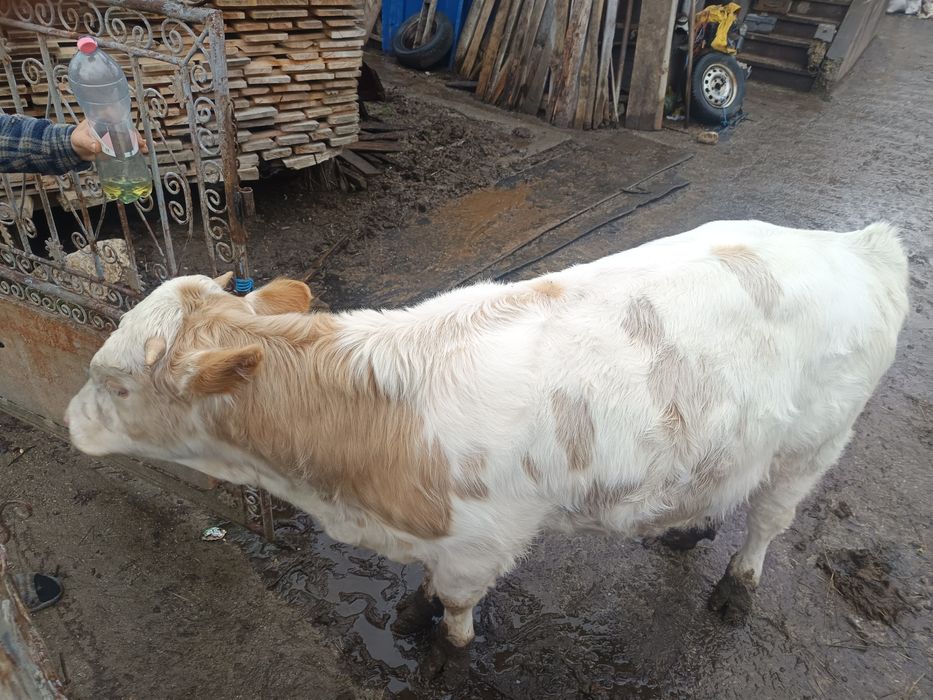 Vând vițel viu sau carcasă
