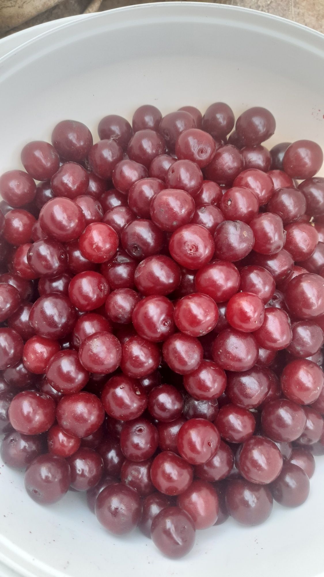 Продам вишню садовую