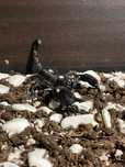 De vanzare scorpion