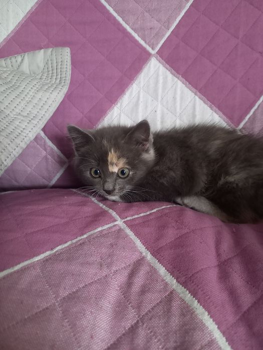 Отдам даром котёнка девочка