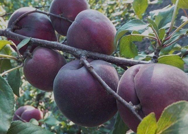 Pomi fructiferi deosebiti Cais soiul Printul negru