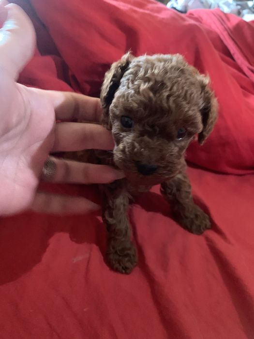 Pudel mini toy red