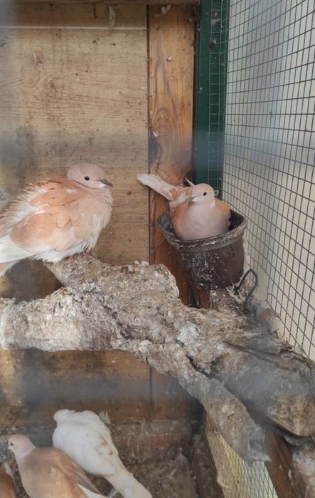 Смеещи се гугутки