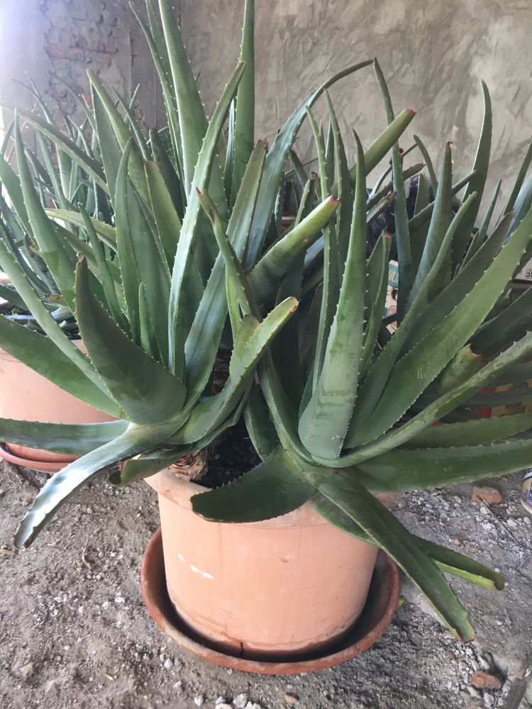 Vând Aloe vera Barbadensis Miller