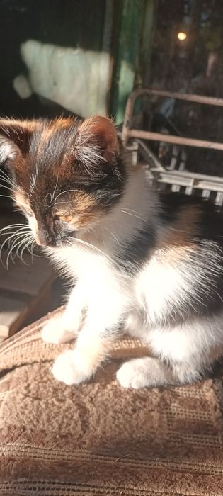 Подарявам малко коте на три месеца