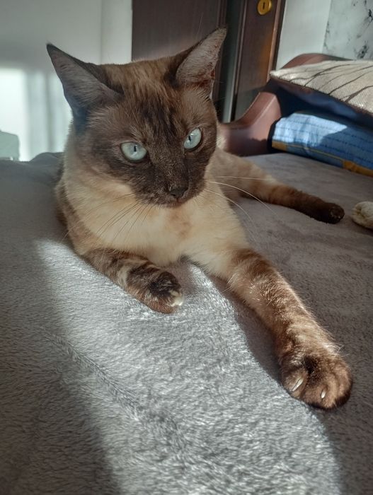 Donez pisica siameza drăguță