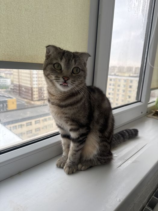 Кошка даром связи с переездом