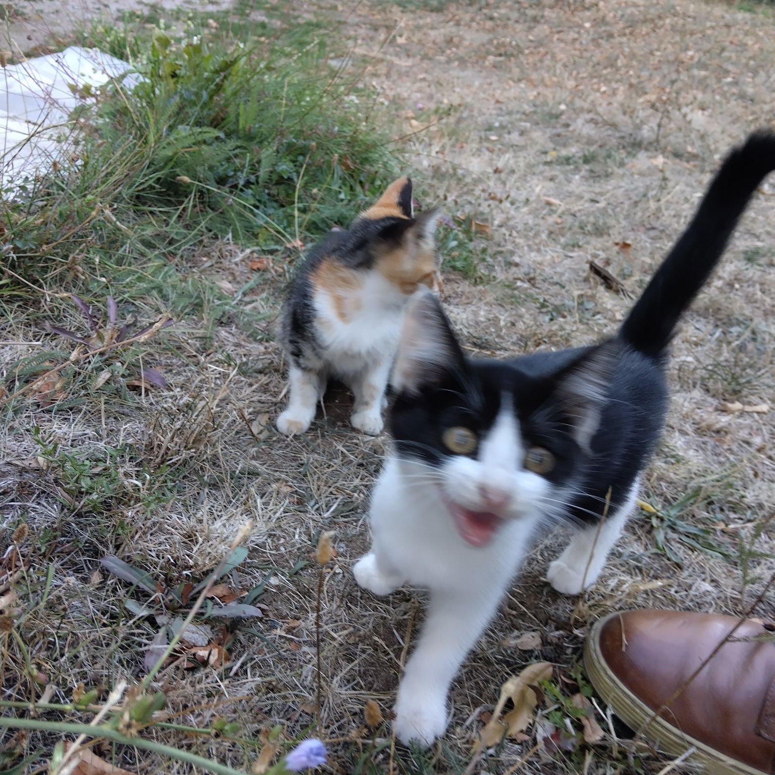 Подарявам котенца