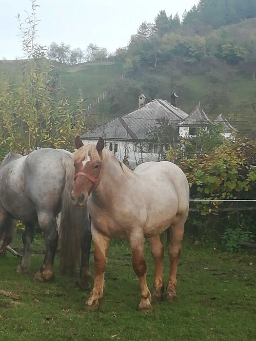 Mânz de vanzare Localitatea Zagra jud Bistrița Năsăud