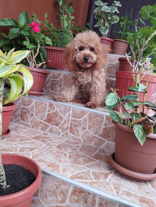 Мини Пудел И Той Пудел.