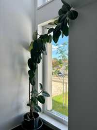 Vand Ficus de 200 cm