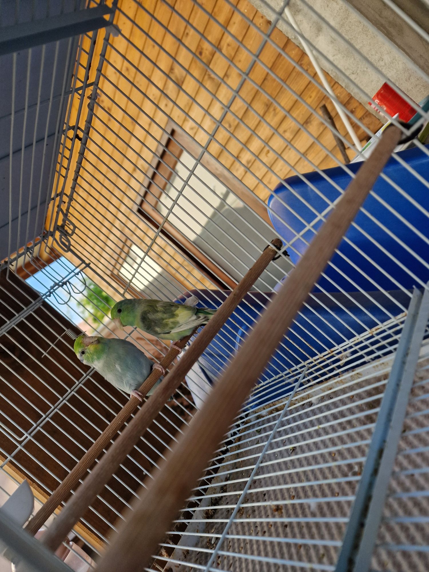Forpus Coelestis - Perechi reproducătoare  / Schimb cu canari