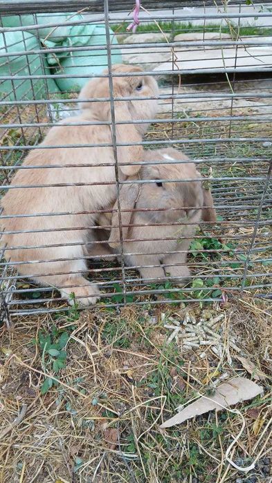 Кролик карликивый