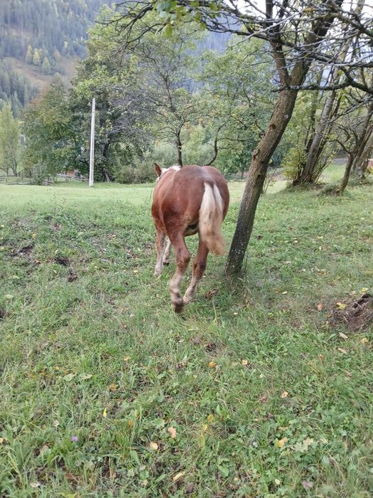 Vând manz de 5 luni