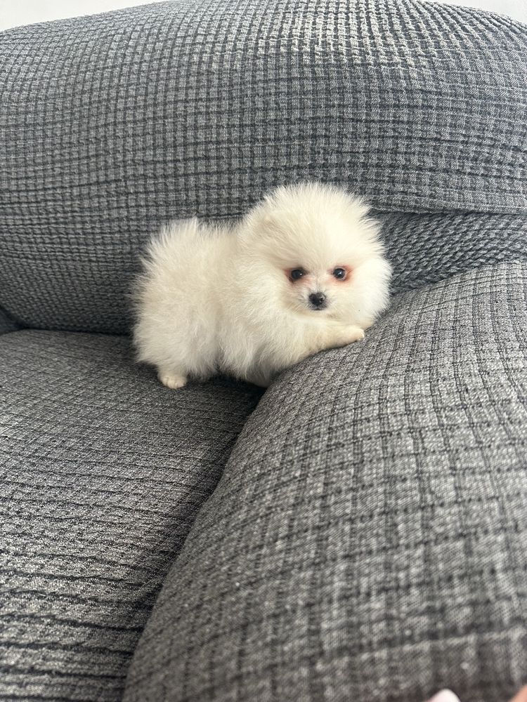 Fetita pomeranian