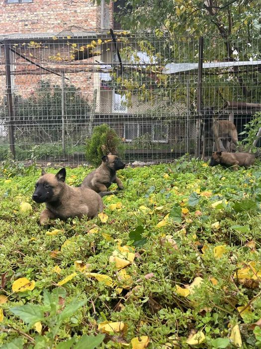 Белгийска овчарка-Малиноа