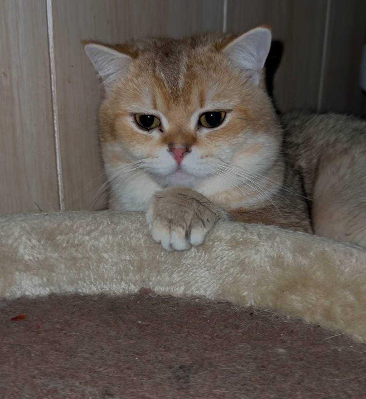 Вязка коты Шиншиллы