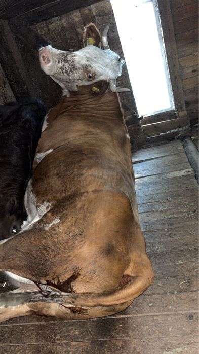 Vand vacă băltata romaneasca