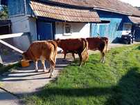 Vând  3 vițele de 6 luni