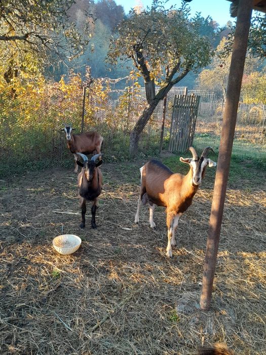 Capre rasă Alpină franceză de vânzare