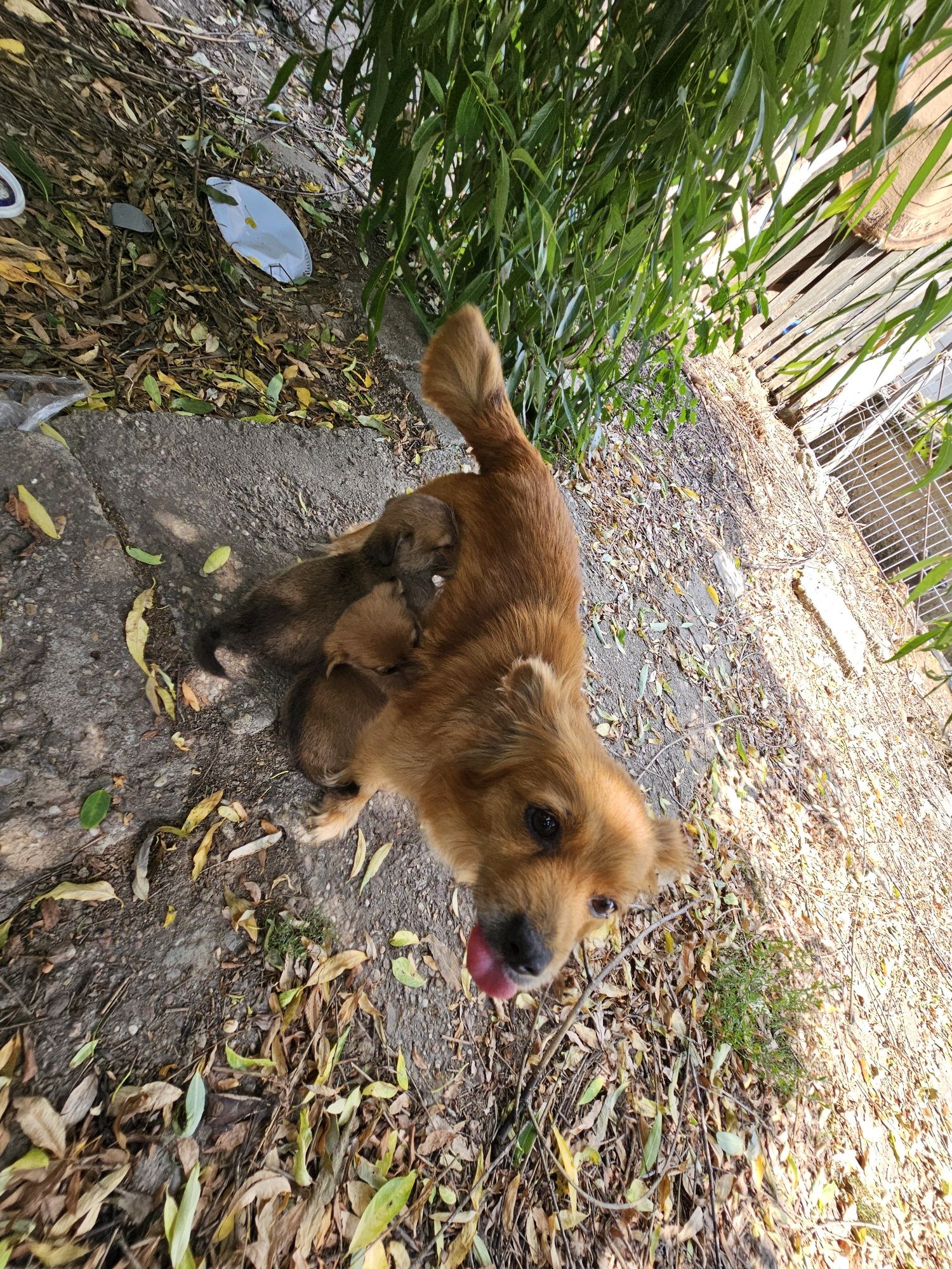 Adopție cățelușa, talie mică, metis de pechinez