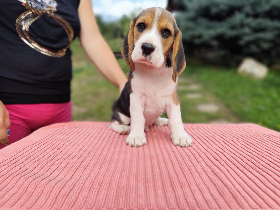 Fetița beagle cu pedigree