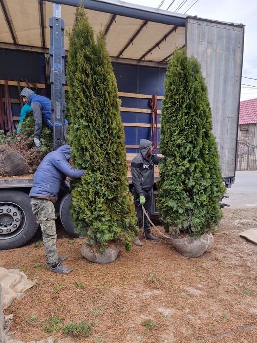 Măslin, tuia, mandarin, arbori, palmieri etc