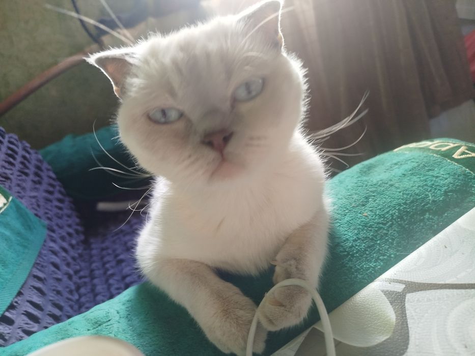 Кошка скотиш фолд (девочка)вязка