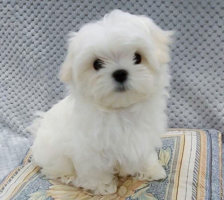 Maltipoo disponibilă imediat. Asigur transport
