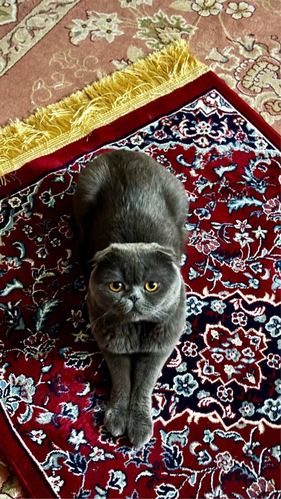 Вязка Скоттиш Фолд