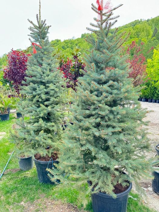 Brazi argintii 2m - 2.5m