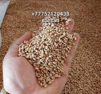 Продам ячмень пшеница кукуруза овёс Зерно