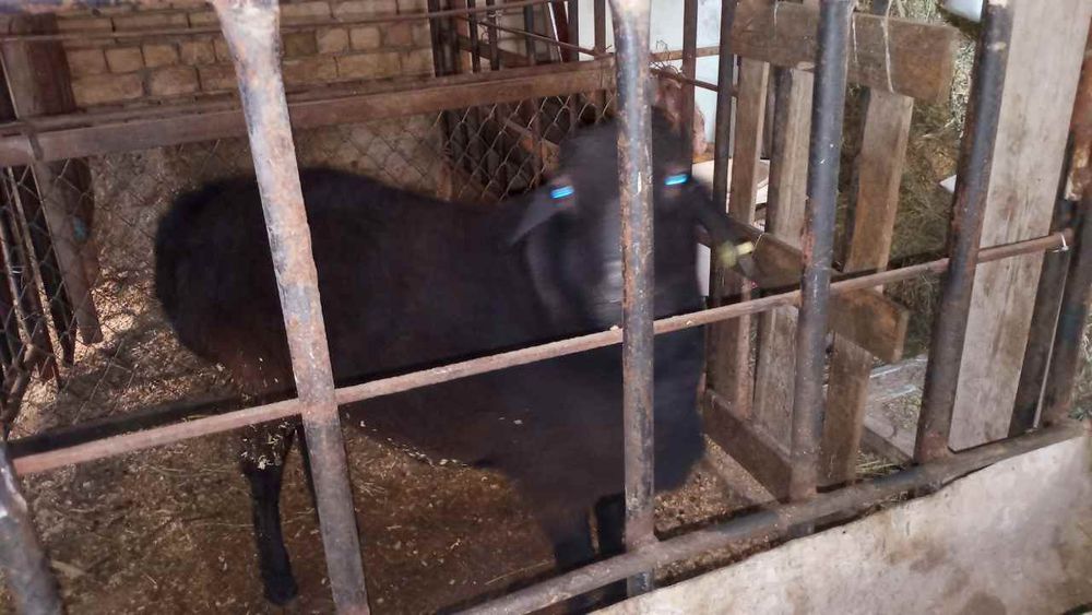 Uyda boqilgan qoylar sotiladi