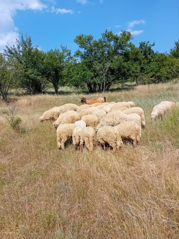 Berbeci oi de ținut și miei
