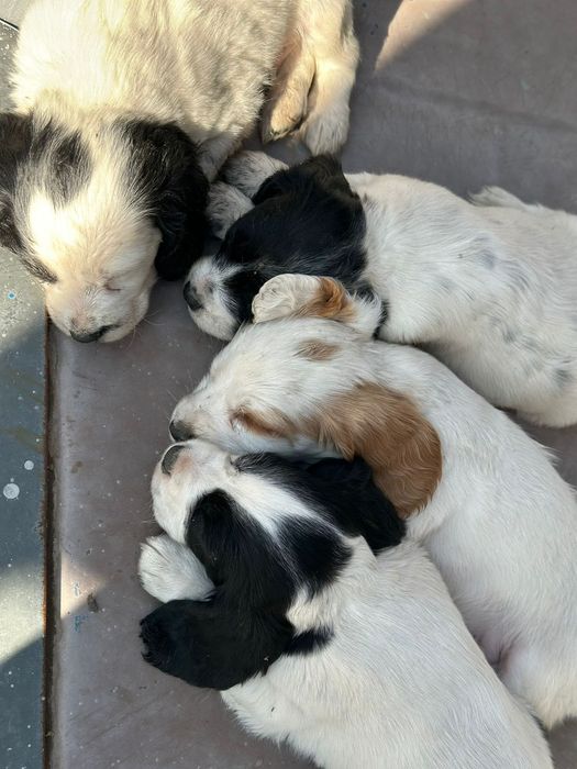 Русский спаниель