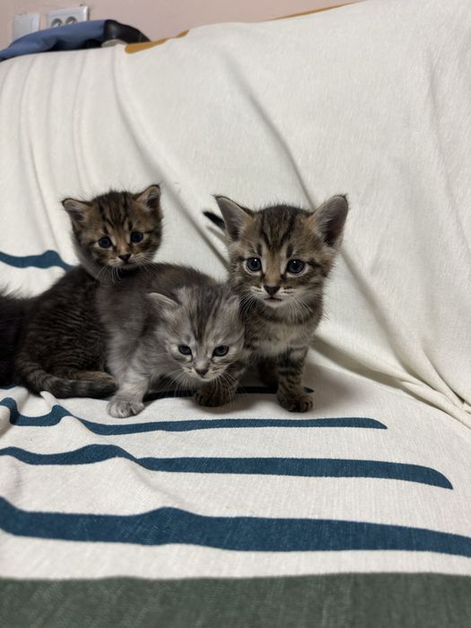 Котята породистые британцы