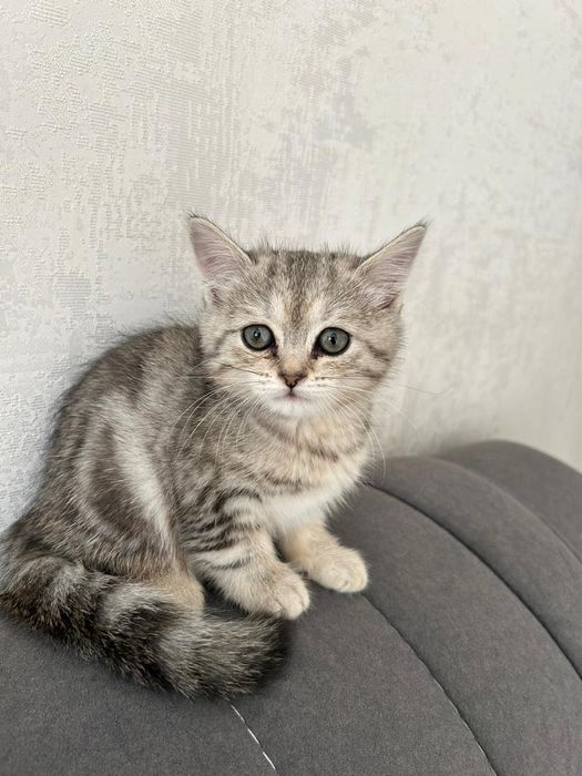 Котенок красивый
