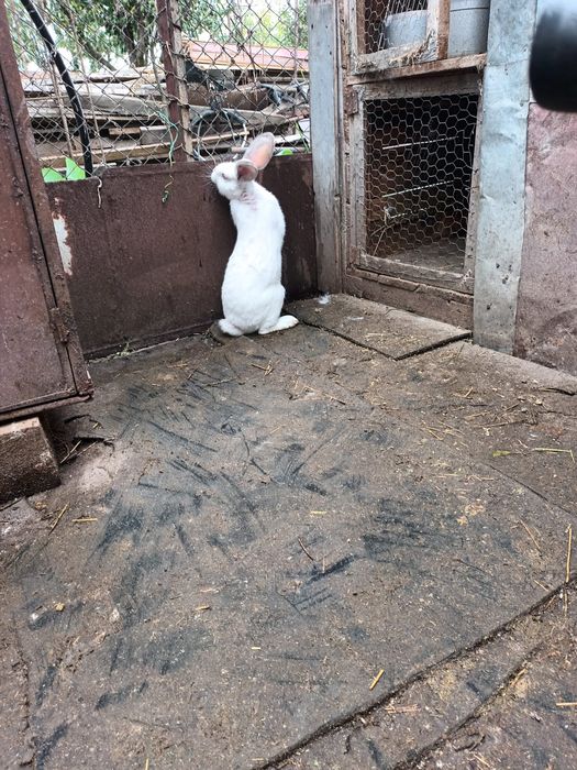 Vînd sau schimb cu găini iepuri