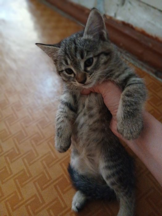 Отдам котят в хорошие, добрые руки.2серые и один черный. Игручие,актив