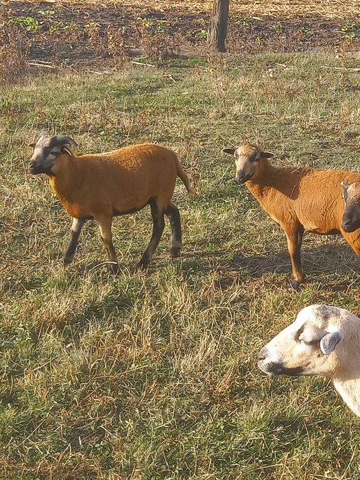 Miel de Cameruni de vanzare