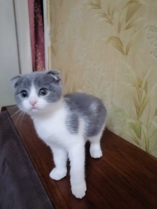 Необично чиройли шиншилла мушукчаси!