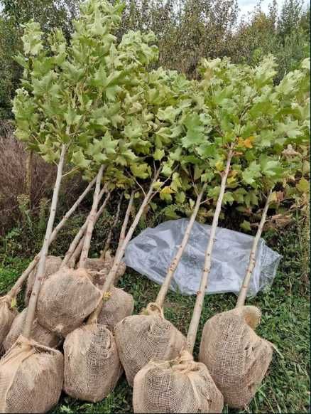 Mesteceni , Tei , Plante Foioase de sezon