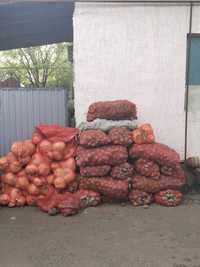 Картошка тукымга (на семена)