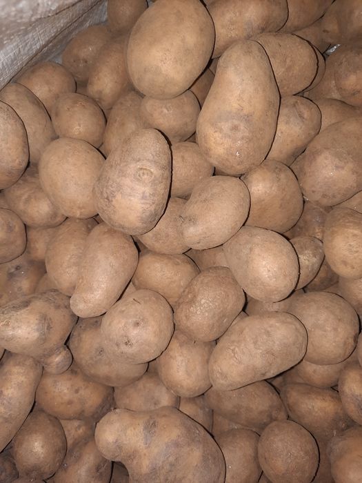 Продавам картофи за семе